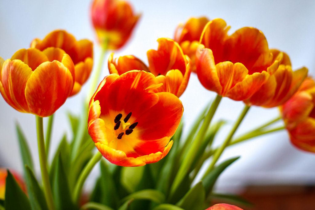 Tulpen