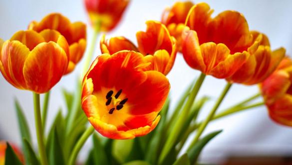 Tulpen